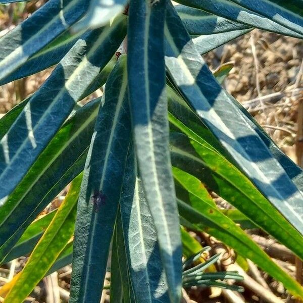 Euphorbia lathyris Blatt