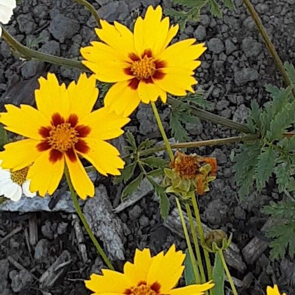 Coreopsis grandiflora Flower