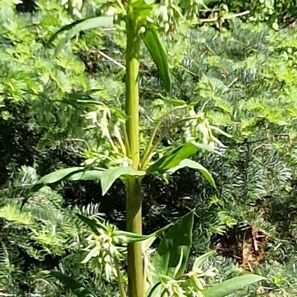 Frasera caroliniensis Flower