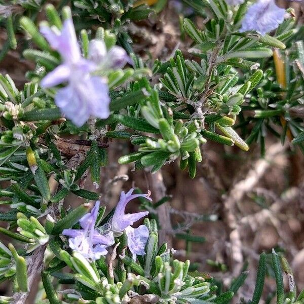 Rosmarinus eriocalyx Flower