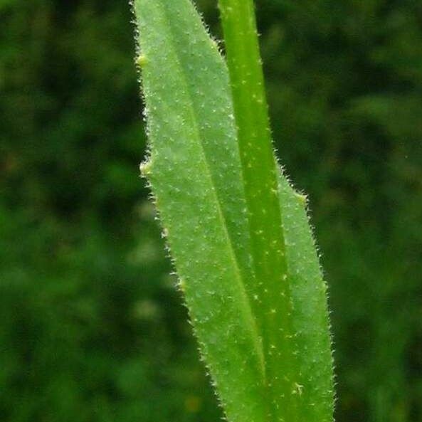 Neslia paniculata Blad