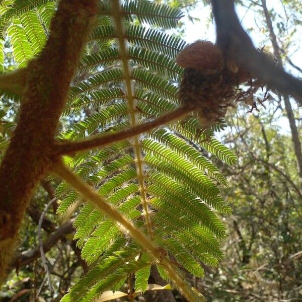 Mimosa pigra Frunză