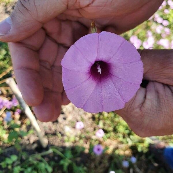 Ipomoea cordatotriloba Flors