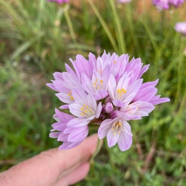 Allium roseum Квітка