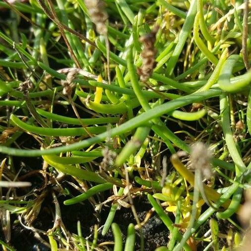 Plantago maritima Levél