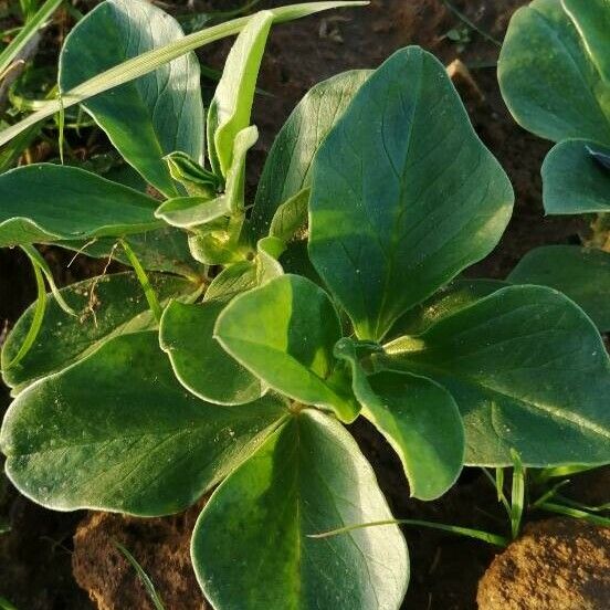 Vicia faba Hoja