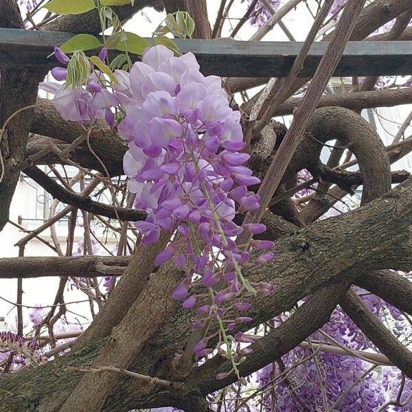 Wisteria sinensis പുഷ്പം