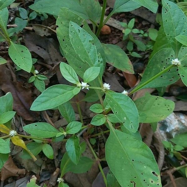 Alternanthera sessilis Levél