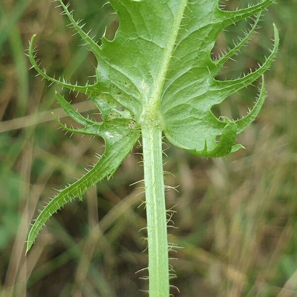 Crepis setosa 叶