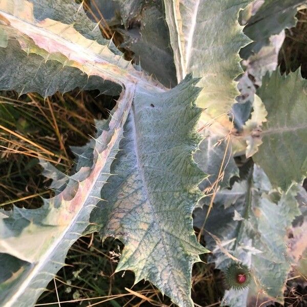 Onopordum acanthium Leaf