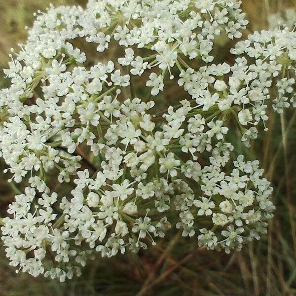 Seseli annuum Цвят