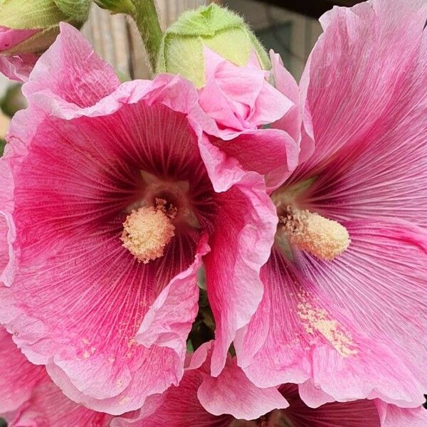 Alcea rosea Cvet