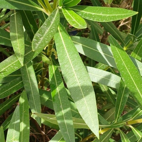 Nerium oleander Leaf