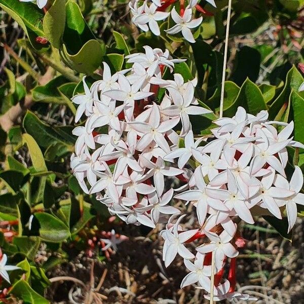 Carissa spinarum Flower