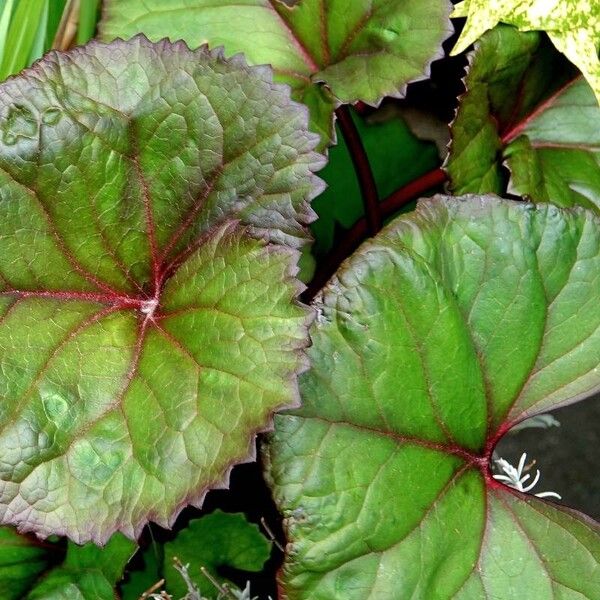 Ligularia dentata മറ്റ്