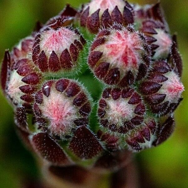 Sempervivum tectorum 花