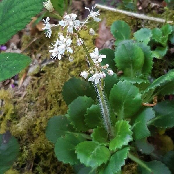 Saxifraga spathularis 花