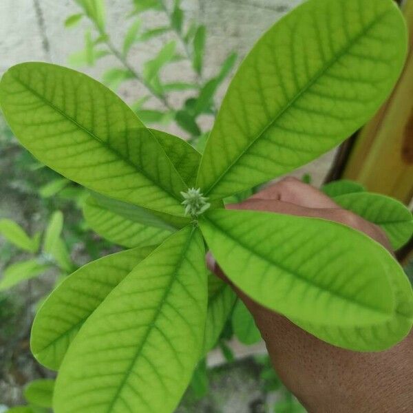 Crotalaria spectabilis 葉