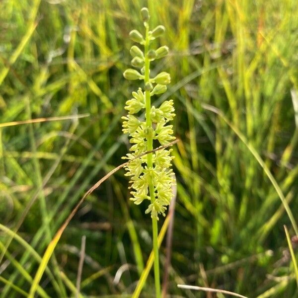 Tofieldia calyculata Cvet