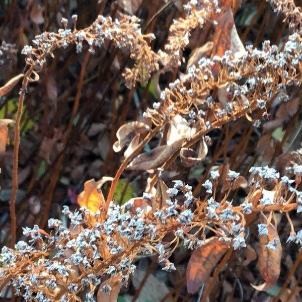 Lysimachia clethroides Flower