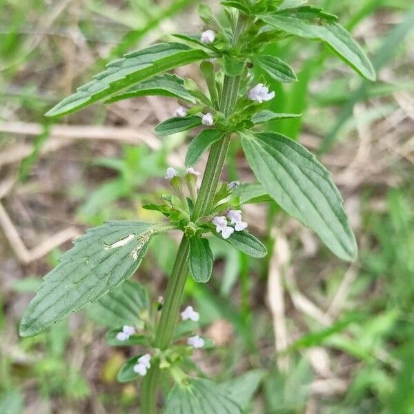 Dracocephalum thymiflorum Hoja