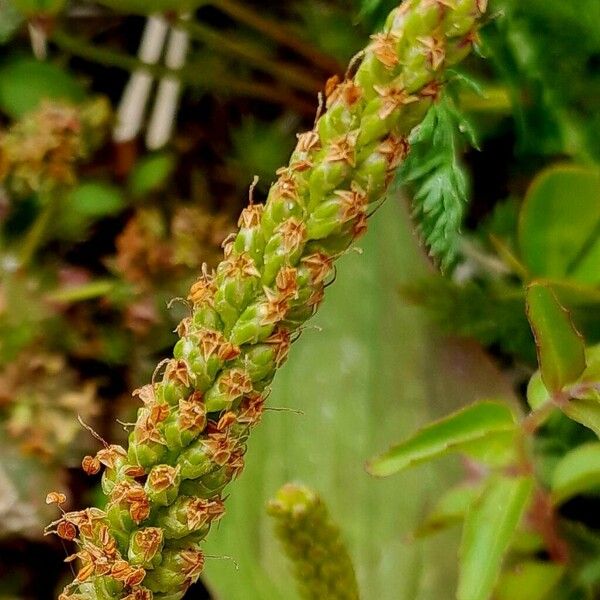 Plantago major Froito