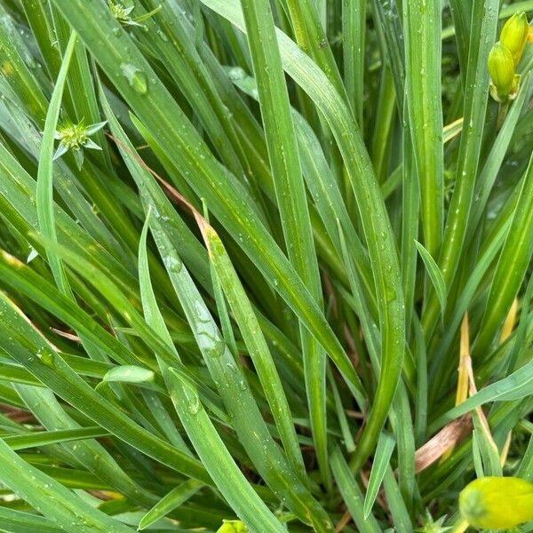 Hemerocallis lilioasphodelus Levél