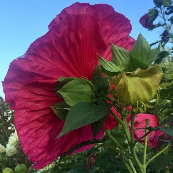 Hibiscus moscheutos ᱵᱟᱦᱟ