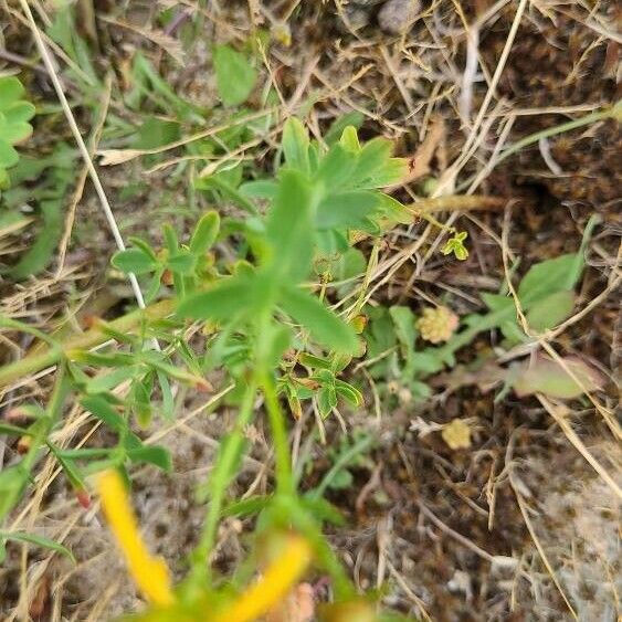 Hypericum perfoliatum Blatt