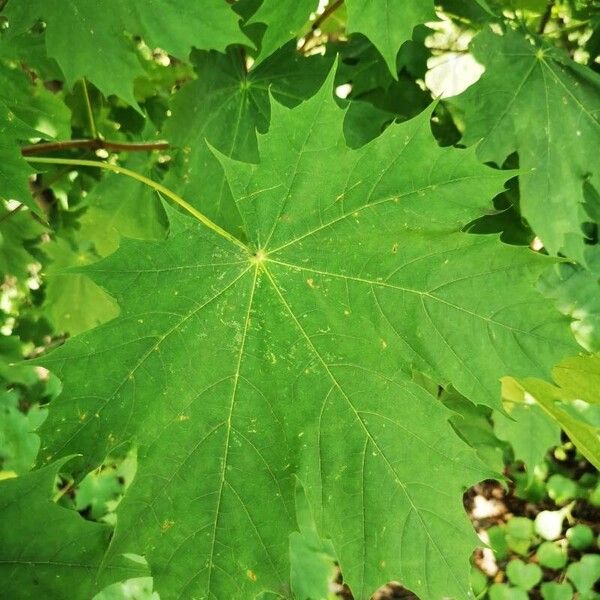 Acer platanoides Levél