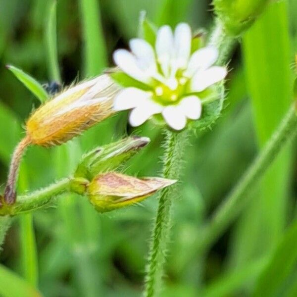 Cerastium fontanum Kukka