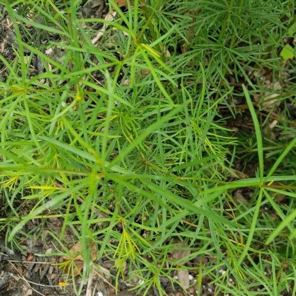 Coreopsis verticillata Leaf