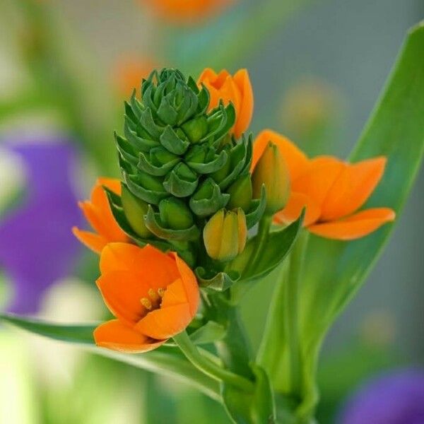 Ornithogalum dubium Flor