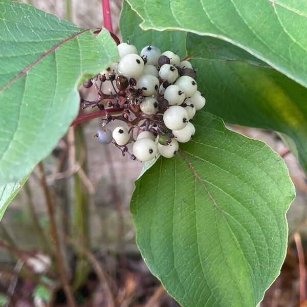 Cornus sericea 葉