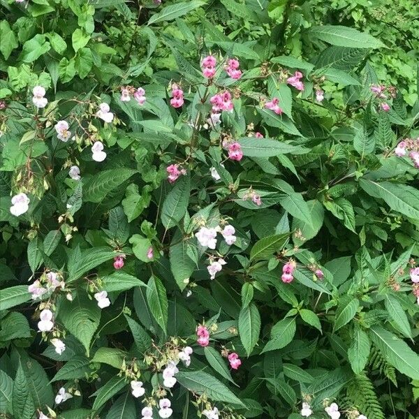 Impatiens glandulifera Квітка