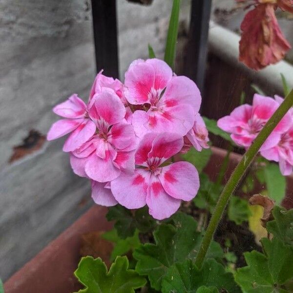 Pelargonium × hybridum Цвят