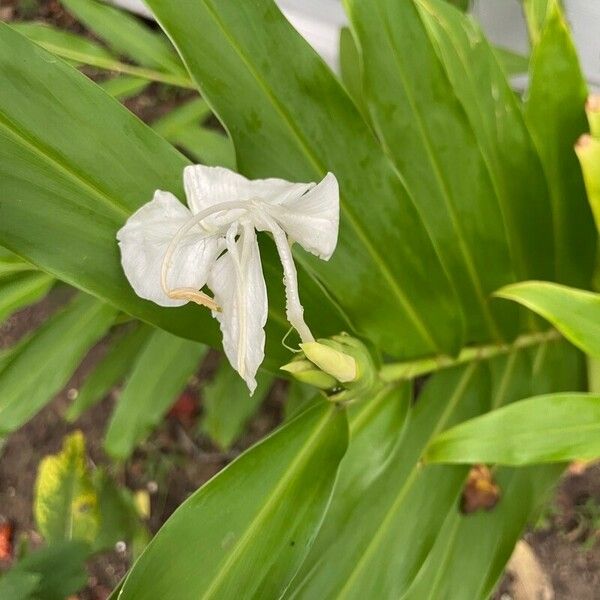 Hedychium coronarium पत्ता