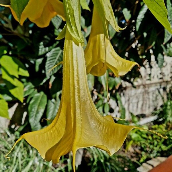 Brugmansia × candida Blüte