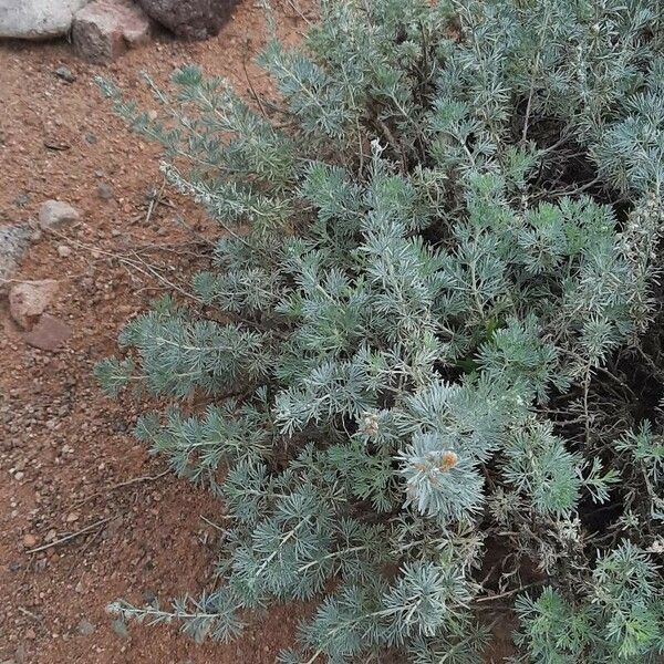 Artemisia frigida Yaprak