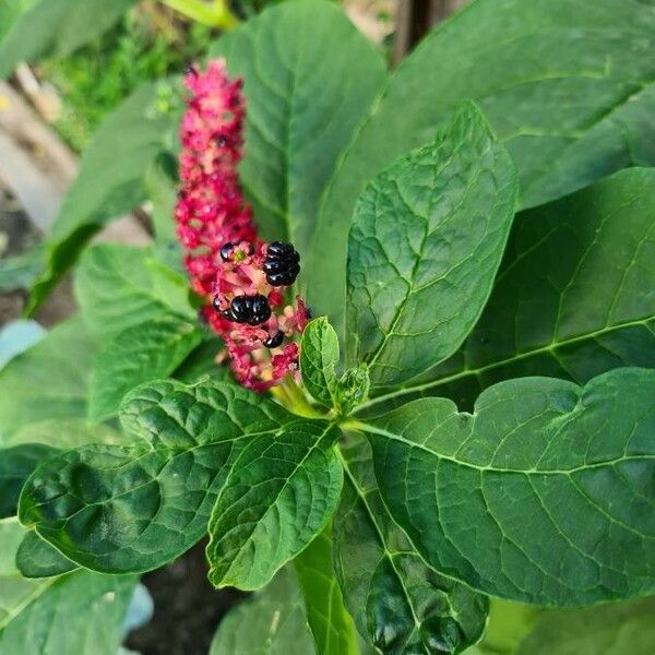 Phytolacca acinosa Owoc