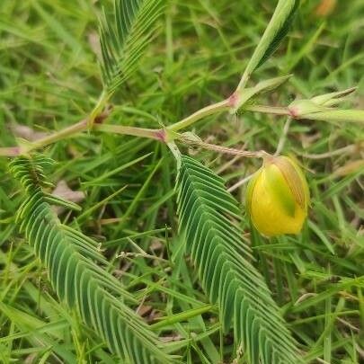 Chamaecrista fasciculata Fleur