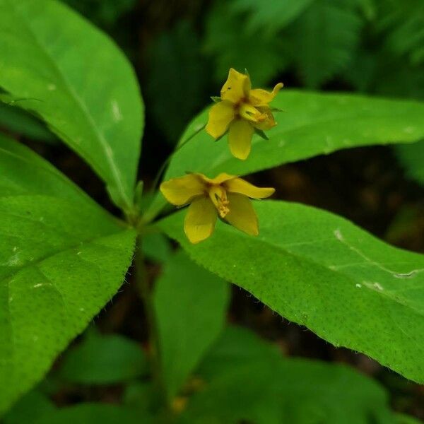 Lysimachia quadrifolia Flower