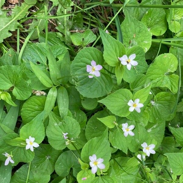 Viola canadensis Blüte