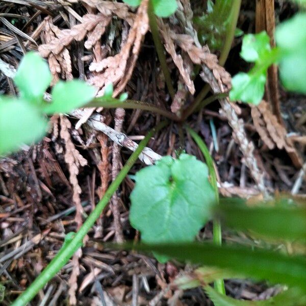 Mycelis muralis Bark