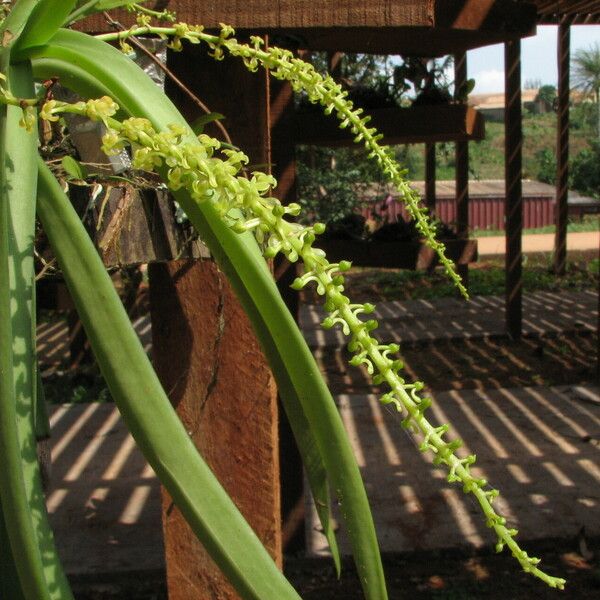 Diaphananthe vesicata Habitus