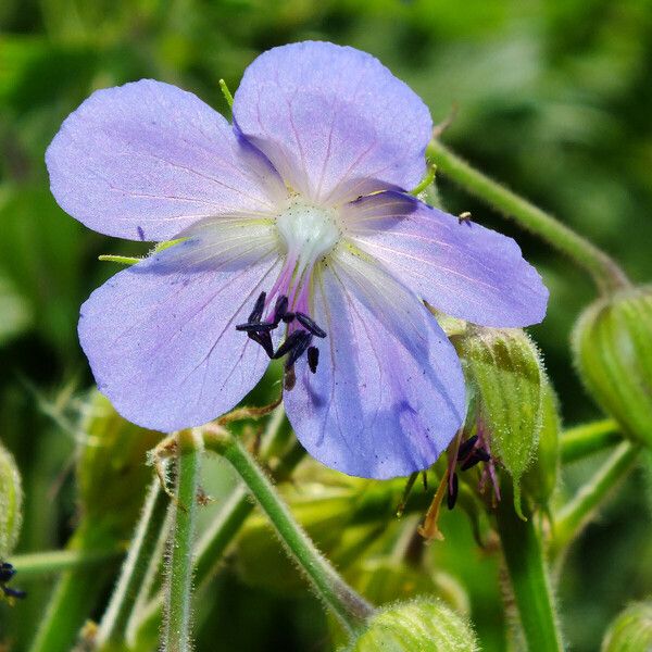 Geranium pratense Flor