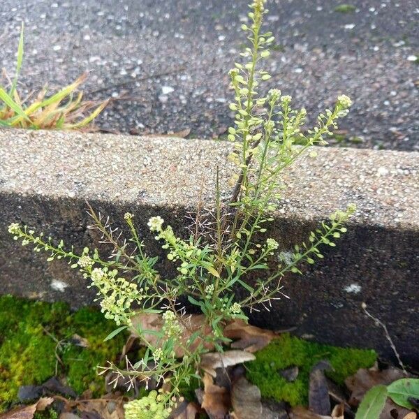 Lepidium virginicum Pokrój