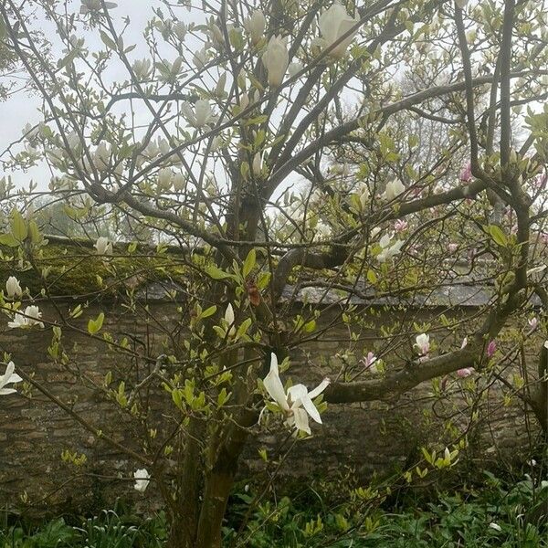 Magnolia salicifolia Blad