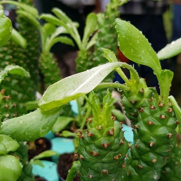 Euphorbia ritchiei Leaf