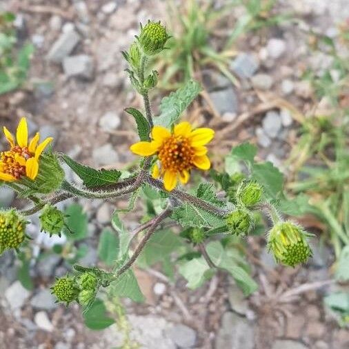 Sigesbeckia orientalis Flower